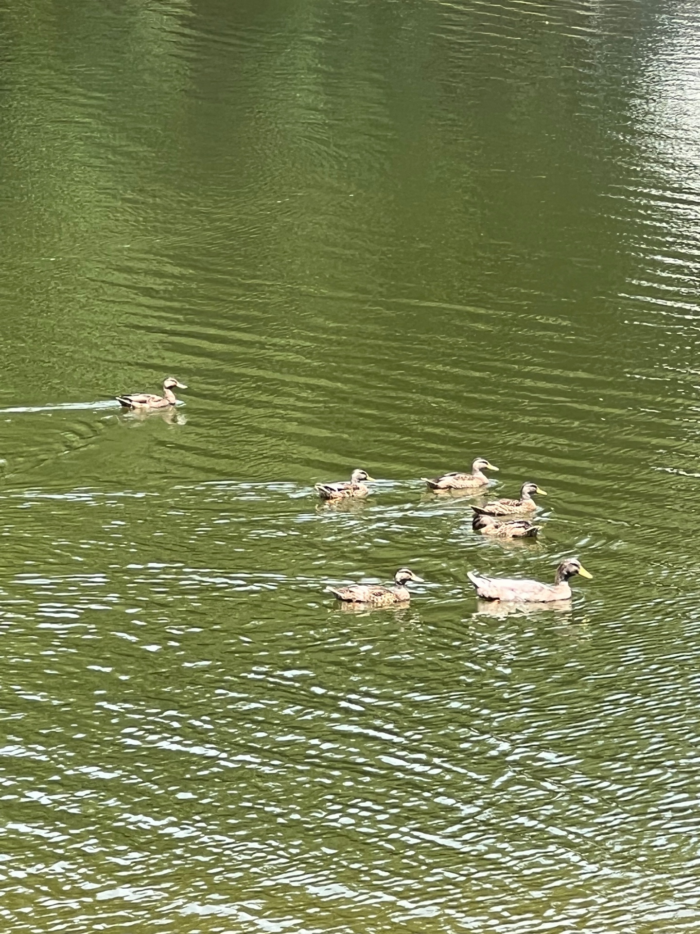 Ducks swimming on one of the Indian Acres lakes